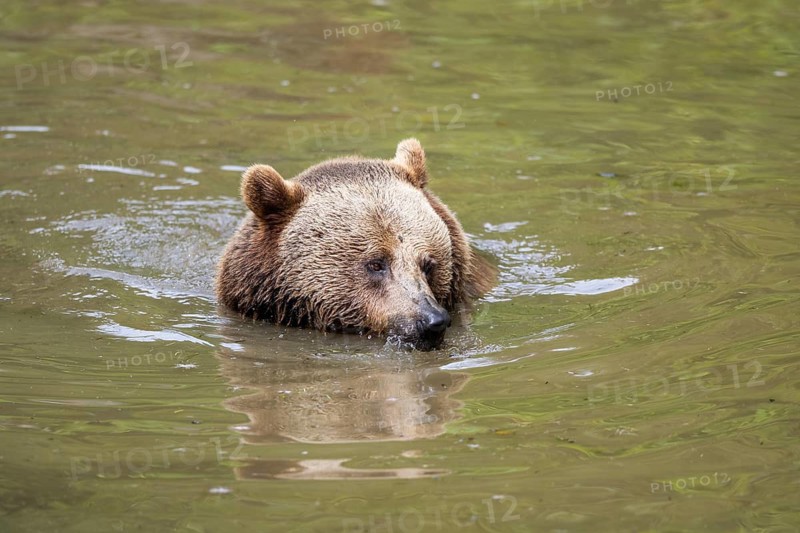 Eurasian brown bear (Ursus arctos arctos) in a little lake, Bavarian Forest, Bavaria, Germany
