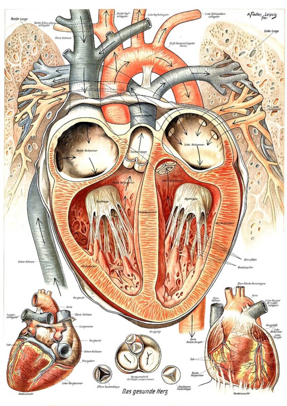 Anatomy, healthy human heart, internal and external structure of the organ and its position in the chest between the lungs, right antechamber, left ventricle and aorta, reproduction of a historical school picture, mural or teaching board, authentic, exact date unknown