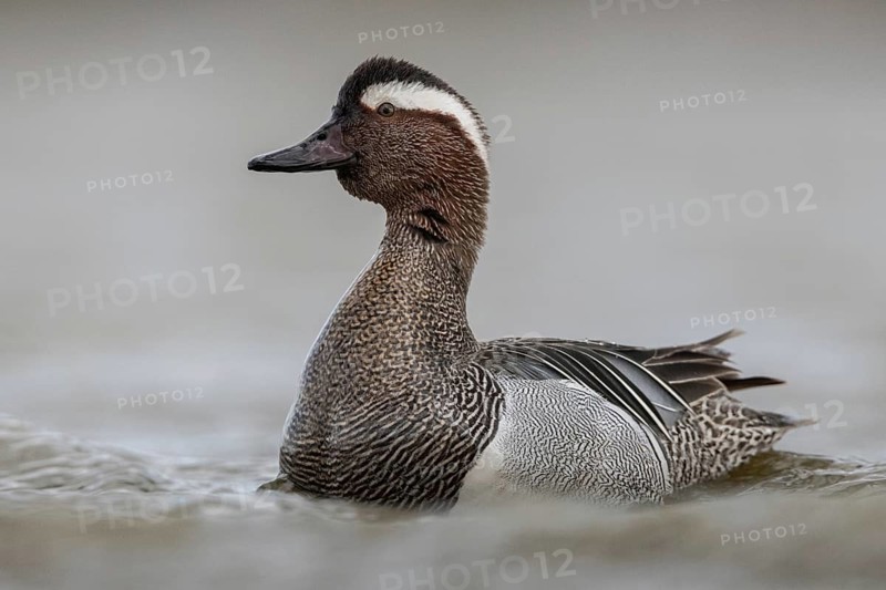 Garganey (Spatula querquedula) male, Schleswig-Holstein, Germany
