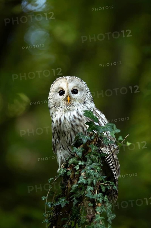Ural Owl (Strix uralensis), captive, Germany