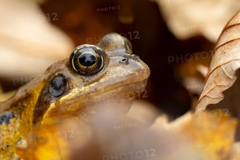 Common frog (Rana temporaria) adult amphibian on fallen autumn leaves in a garden, England, United Kingdom