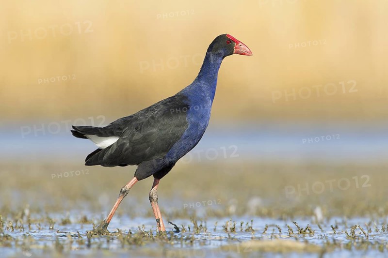 Australasian Swamphen (Porphyrio melanotus melanotus), Victoria, Australia