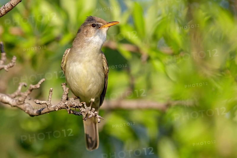 Olive warbler, (Hippolais olivetorum), animal, animals, bird, birds, biotope, habitat, perch, branch, twig, foraging, songbird, reed warbler family Lesvos, Greece