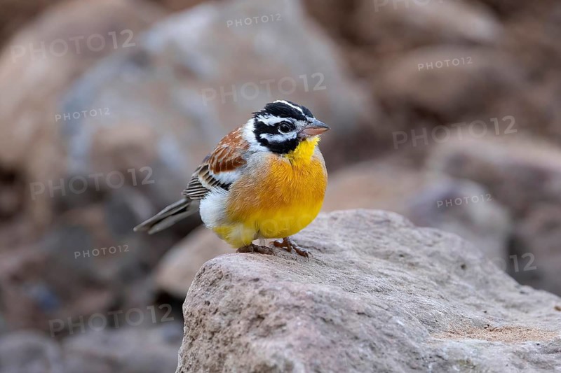 Golden-breasted Bunting (Emberiza flaviventris), South Africa