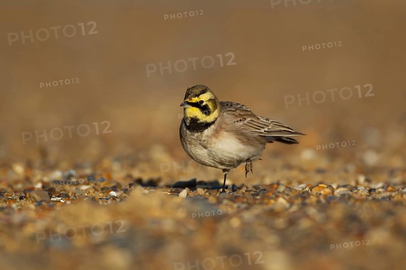 Shore lark or Horned lark (Eremophila alpestris) adult bird on a beach, Suffolk, England, United Kingdom