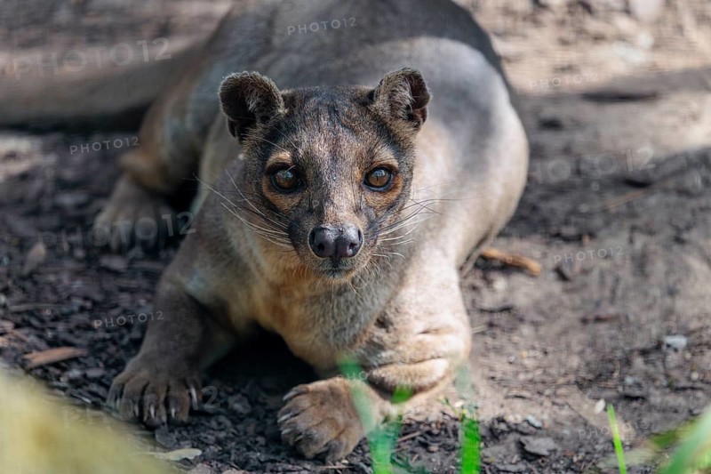 A fossa (Cryptoprocta ferox) rests on the forest floor of a dry forest. Forest habitats in Madagascar
