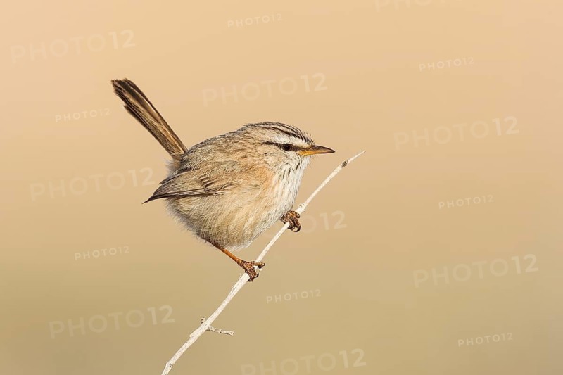 Streaked Scrub Warbler (Scotocerca inquieta), Eilat, Israel