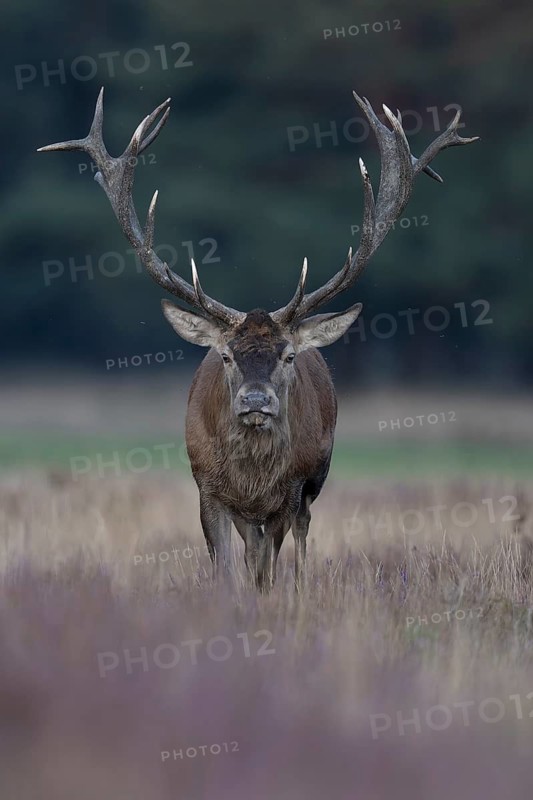 Red deer in rut, Hooge Veluve, Holland