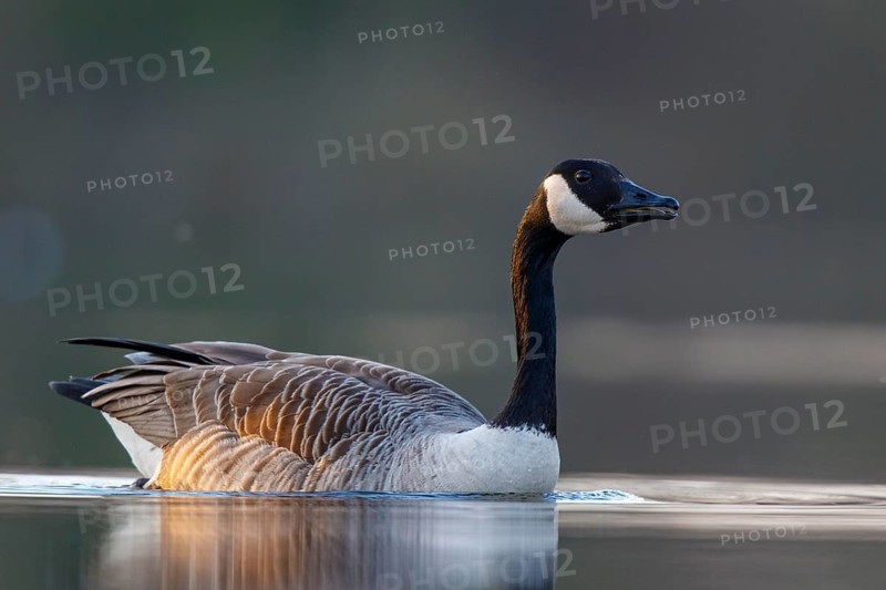 Canada Goose (Branta canadensis), North Rhine-Westphalia, Germany