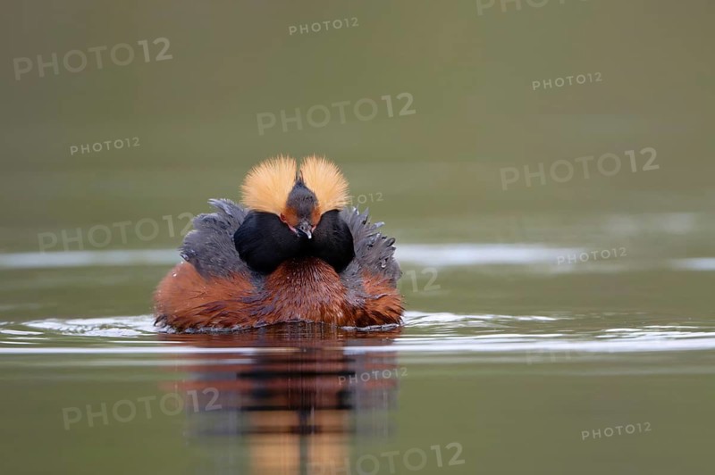 Horned Grebe (Podiceps auritus), Dalarna, Sweden