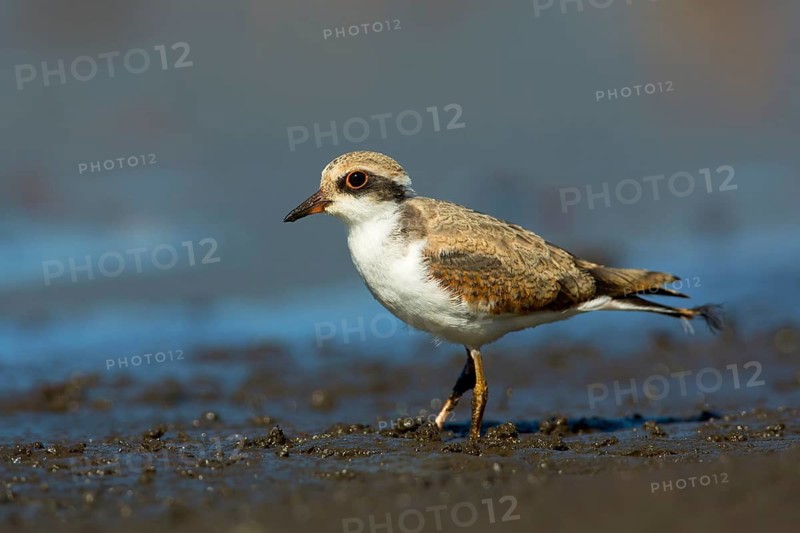 Black-fronted Dotterel (Elseyornis melanops) juvenile, Victoria, Australia