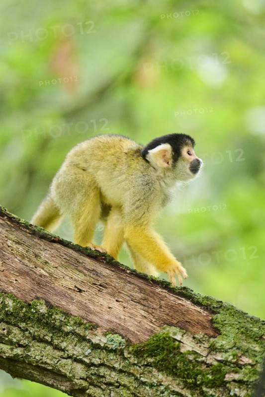Common squirrel monkey (Saimiri sciureus) in a tree, captive, distribution South America
