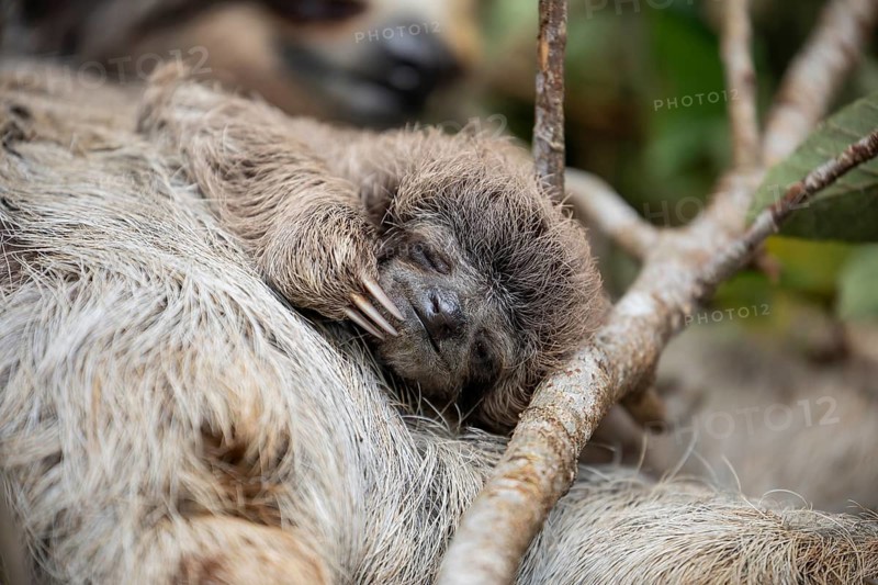 Close up of a baby three-toed sloth (Bradypus variegatus) scratching its face while clinging to its mother. Manzanillo, Limon, Costa Rica