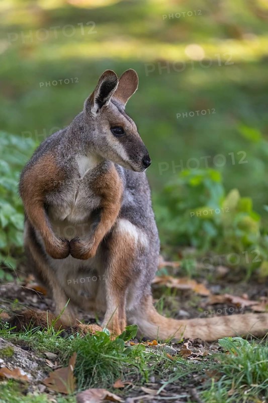 One yellow-footed rock-wallaby (Petrogale xanthopus), or ring-tailed wallaby sitting on grass between rocks and trees. Near threatened (IUCN)