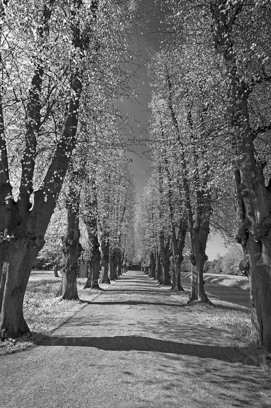 Lime trees (Tilia), summer lime tree avenue (Tilia platyphyllos) in spring, black and white, Mecklenburg-Vorpommern, Germany
