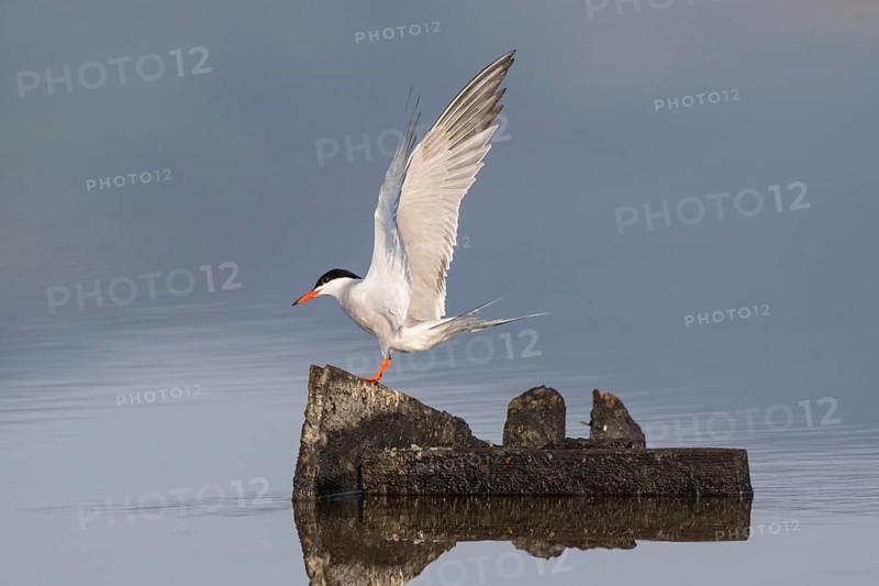 Common Tern (Sterna hirundo), Greece