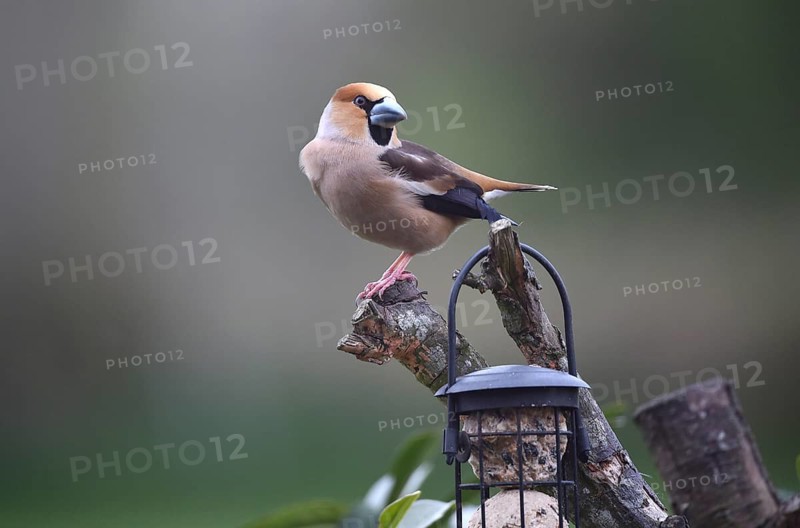 Hawfinch (Coccothraustes coccothraustes) sitting with the fat balls, Schleswig-Holstein, Germany