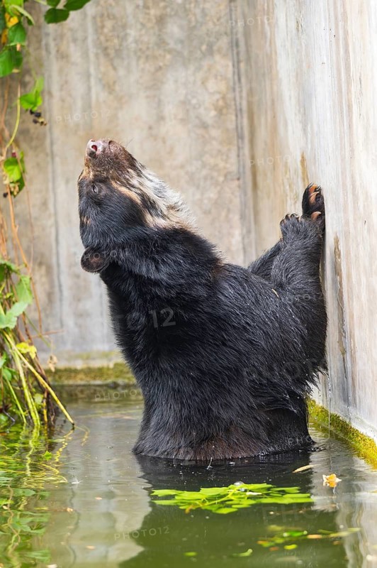 American black bear (Ursus americanus), in the water beside a wall, captive, Bavaria, Germany