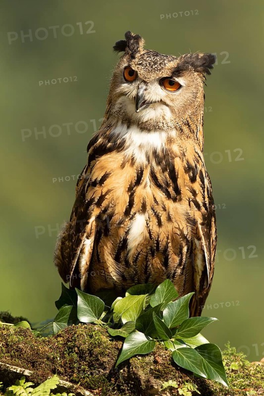 Eurasian Eagle-Owl (Bubo bubo) captive, Baden-Wuerttemberg, Germany