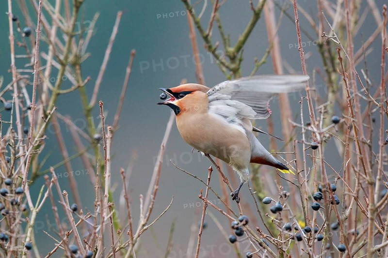 Bohemian Waxwing (Bombycilla garrulus) feeding on berries, North Rhine-Westphalia, Germany