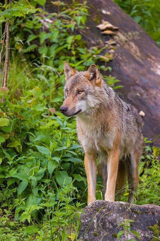 A eurasian gray wolf (Canis lupus lupus) stands on a hill between rocks and logs, watching something