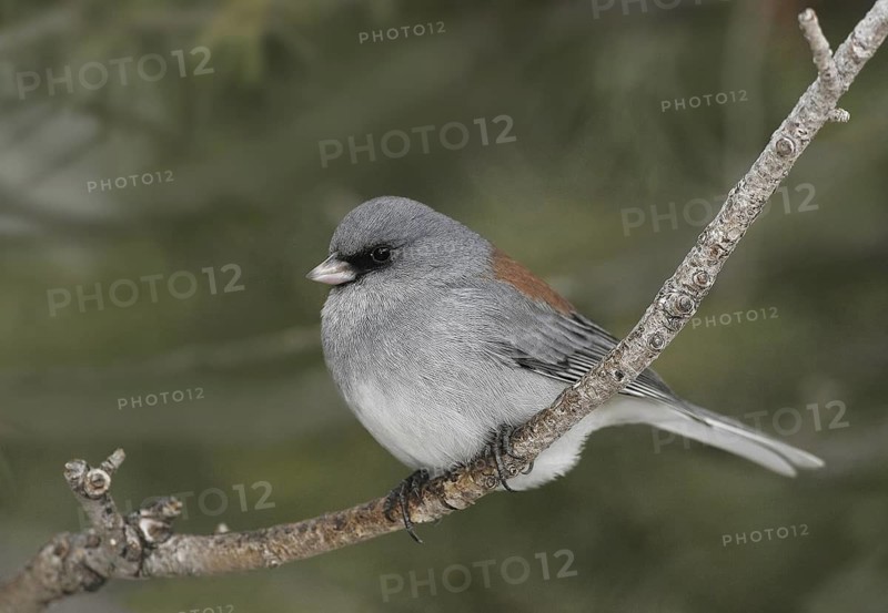 Grey-headed Junco (Junco hyemalis caniceps), New Mexico, USA