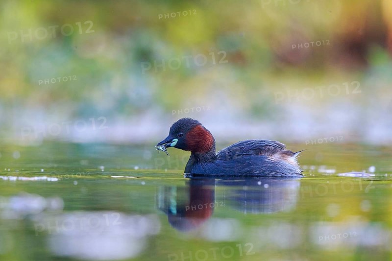 Little Grebe (Tachybaptus ruficollis) with fish in beak, North Rhine-Westphalia, Germany