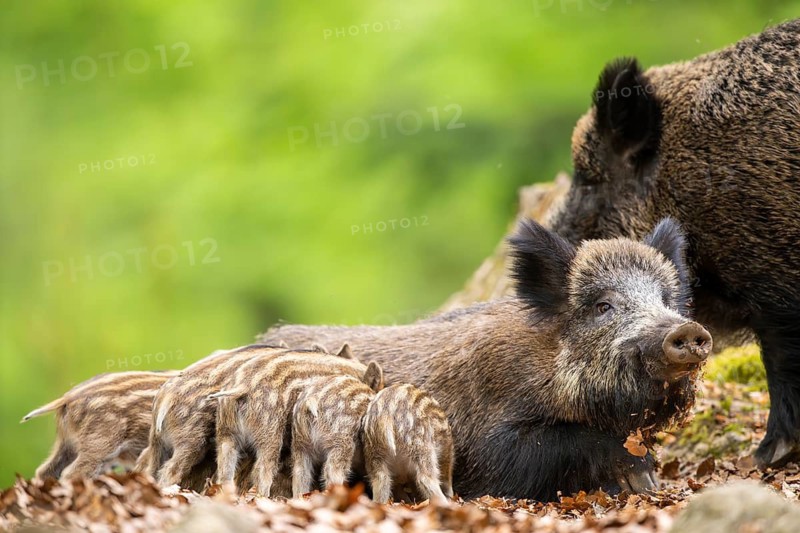 Wild boar (Sus scrofa) piglets (Squeaker) suckle milk at their mother in a forest, Bavaria, Germany