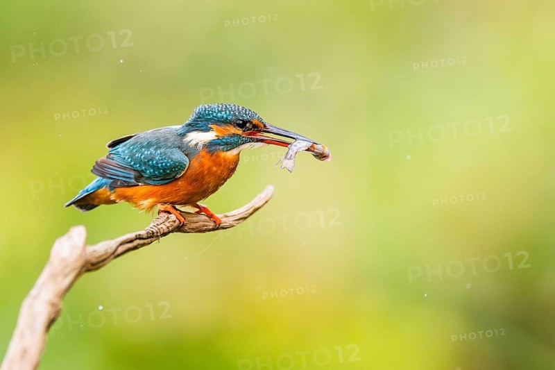 Common kingfisher (Alcedo atthis) sitting on an old wooden branch eating his fresh cought fish in late summer, wildife, Bavaria, Germany