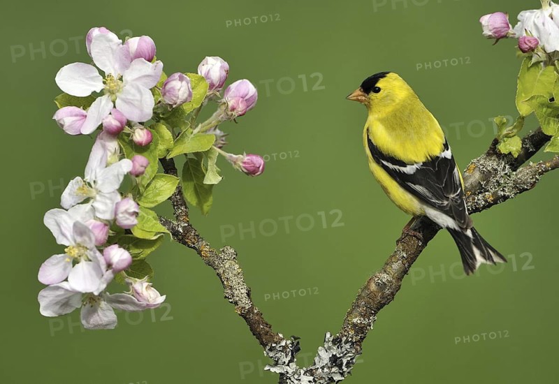 American Goldfinch (Spinus tristis) male, British Columbia, Canada