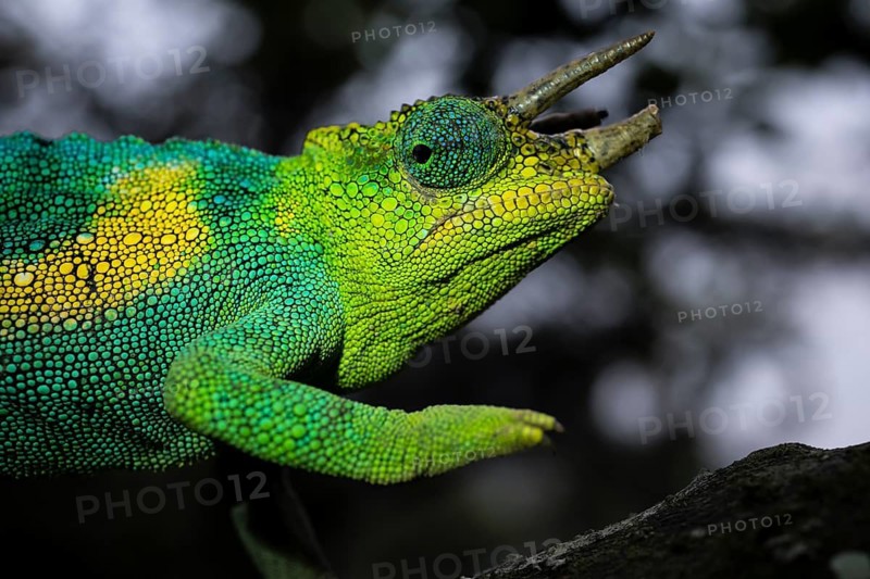 Three-horned chameleon (Trioceros jacksonii), male, Bwindi Impenetrable Forest National Park, Uganda