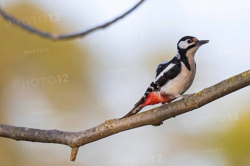 Great spotted woodpecker (Dendrocopos major) sitting on a branch in a walnut tree, evening light, Baden-Württemberg, Germany