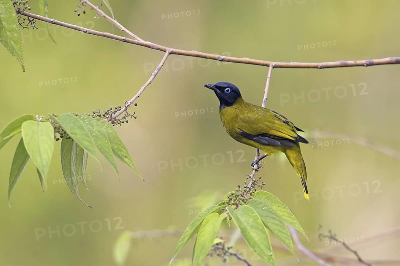 Black-headed Bulbul (Pycnonotus atriceps), Thailand