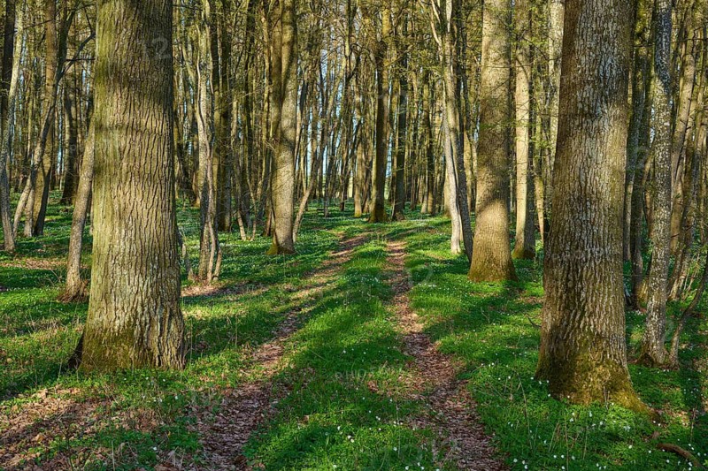 A trail through a thick forest with lots of greenery and light, spring, wood anemones, Gunzenhausen, Middle Franconia, Bavaria, Germany