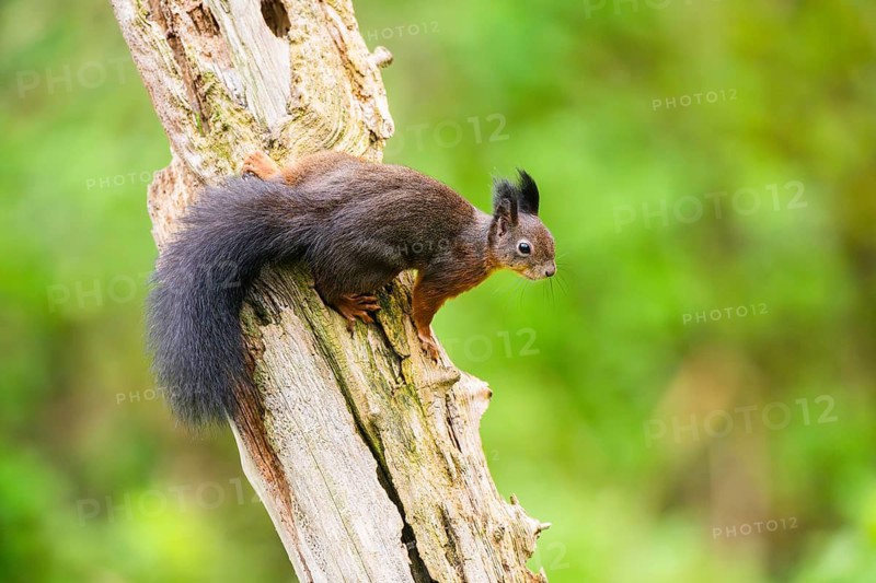 Red squirrel (Sciurus vulgaris) sitting on an old wrotten tree trunk in a forest, Bavaria, Gernany