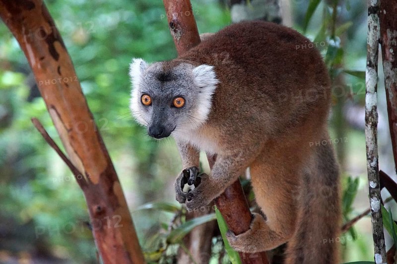 Lemur, Madagascar, Sifaka, Prophithecus, National Park, Madagascar