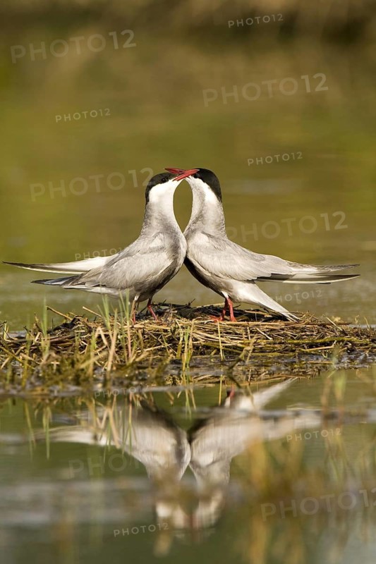 Whiskered Tern (Chlidonias hybrida) mating, Castile-La Mancha, Spain
