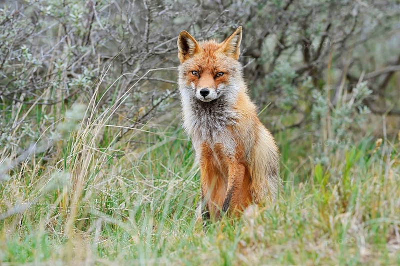Red fox (Vulpes vulpes), North Holland, Netherlands