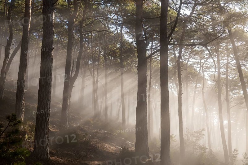 Gentle rays of sunshine break through the morning fog in the Palatinate Forest and immerse the quiet forest in an almost fairytale, quiet atmosphere