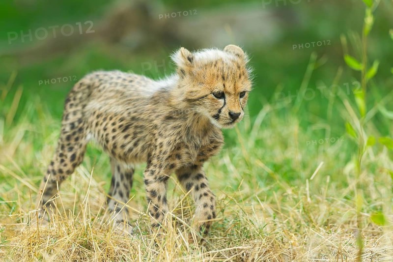 Cheetah (Acinonyx jubatus) youngster walking on a meadow, captive, occurrence Africa