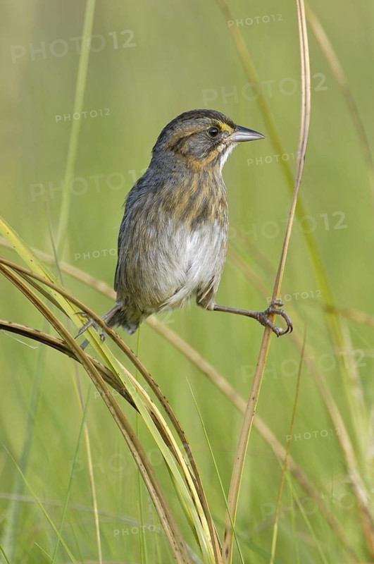 Seaside Sparrow (Ammodramus maritimus), Texas, USA
