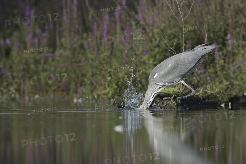 Grey Heron (Ardea cinerea), Saxony, Germany