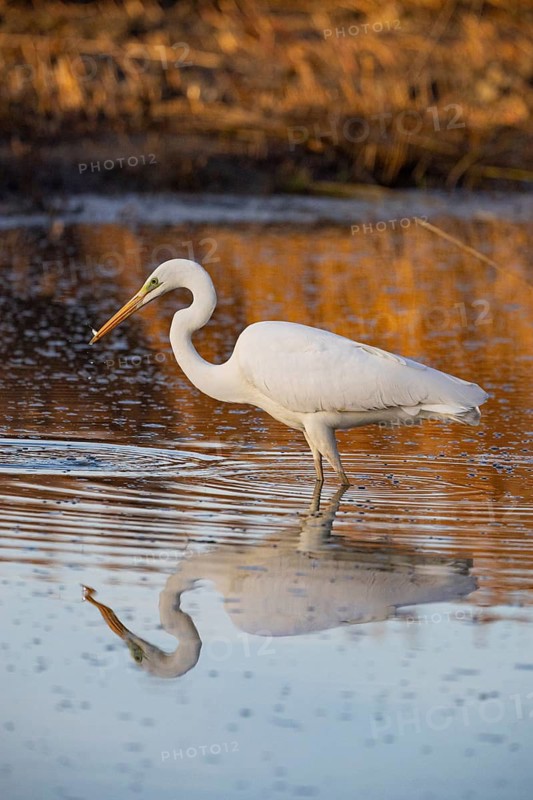 Great White Egret (Egretta alba) Germany