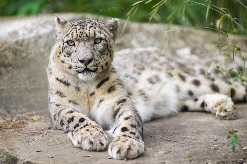 Snow leopard (Panthera uncia) lying on a rock, captive, habitat in Asia
