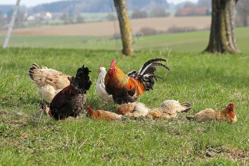 Domestic chicken (Gallus gallus domesticus) organic farming, free-range chickens and rooster sandbathing in the meadow, Lower Austria, Austria, Lower Austria, Austria