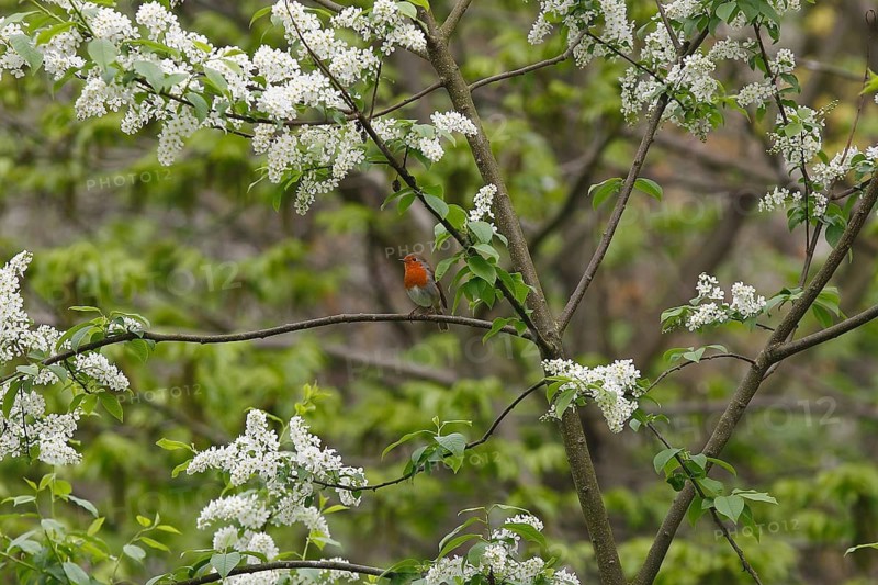 Robin (Erithacus rubecula) sitting on a branch of a common European Bird Cherry (Prunus padus), North Rhine-Westphalia, Germany