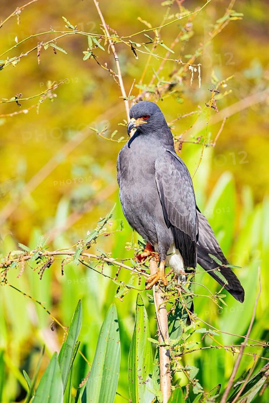 Snail Buzzard (Rostramus sociabilis) Pantanal Brazil