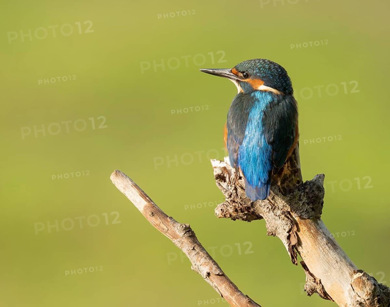 Kingfisher (Alcedo atthis) sitting on an old branch, perch and looking for prey, Lower Saxony, Germany