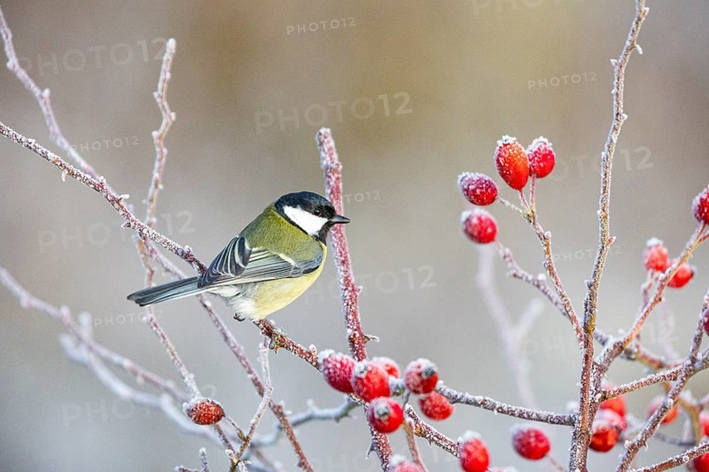 Great tit (Parus major) Germany