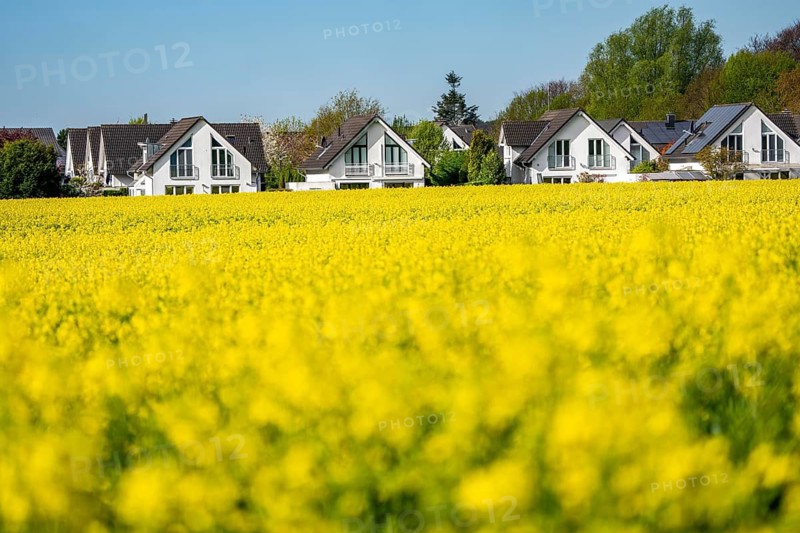 Residential development, residential area, single-family houses, in the south of Essen, living in the countryside, yellow rapeseed field, North Rhine-Westphalia, Germany